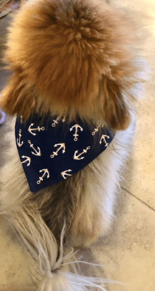 Freshpet x The DC Darlings