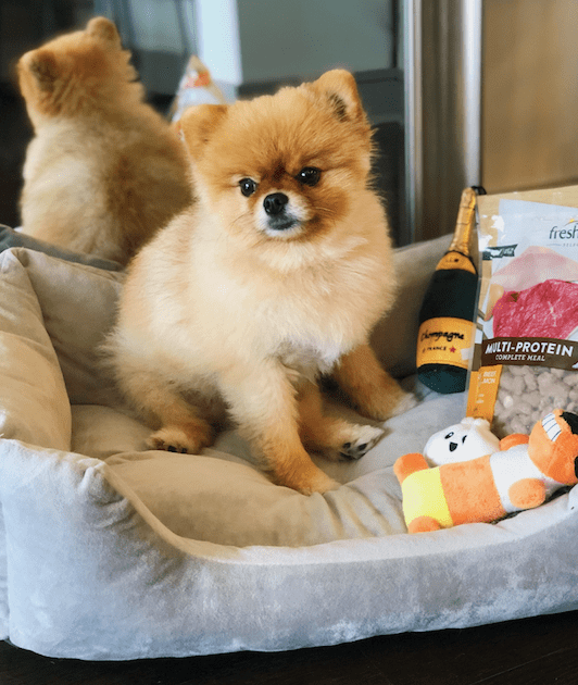 Freshpet x The DC Darlings